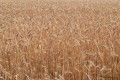 Champ de blé